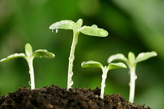 增加有機(jī)質(zhì)的方法